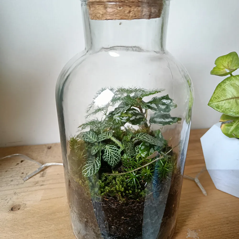 My first terrarium, a simple glass jar with moss and a small plant