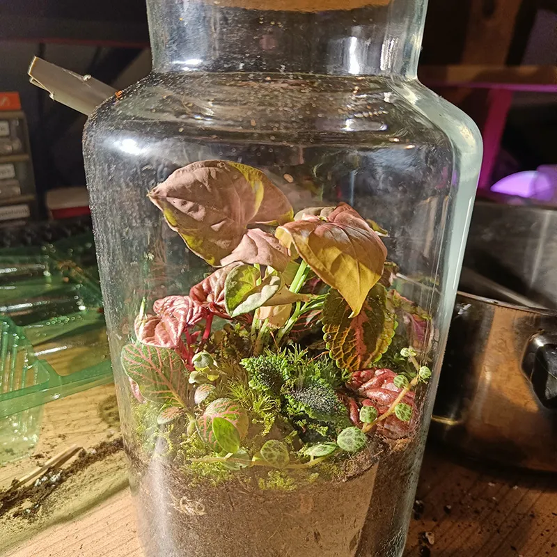 This terrarium has a red theme. A red theme