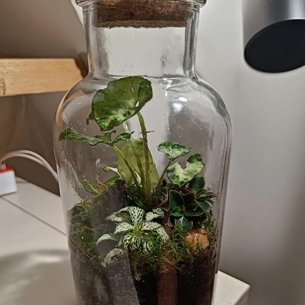 This terrarium has a white theme. A white theme